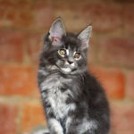 Maine Coon kittens Litter «I» — available for sale
