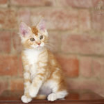 Maine-coon-kittens-litter-i-available-for-sale