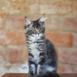 Maine-coon-kittens-litter-i-available-for-sale