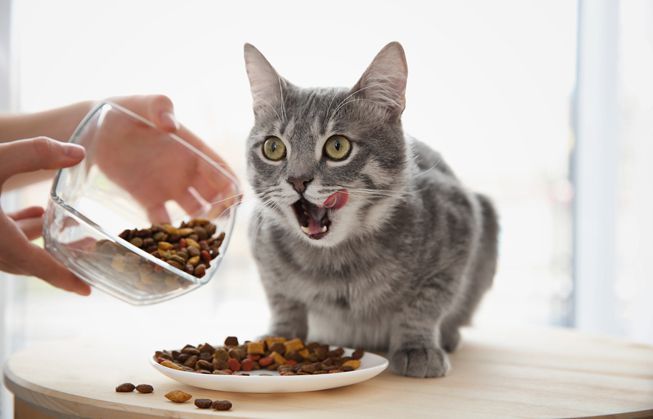 The difference between economy and premium cat food