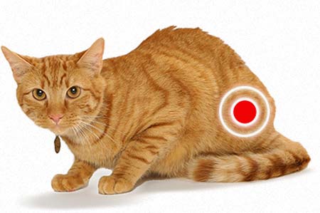 FLUTD (diseases of the lower urinary tract of cats)