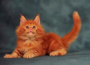 Maine Coon colors
