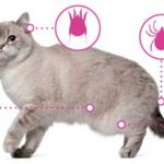 parasites in cats