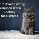 How to Avoid Getting Scammed When Looking for a kittens