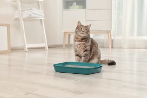 Constipation in cats