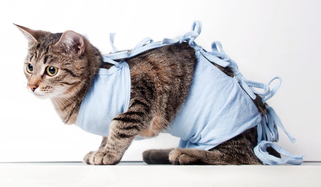 How long do cats and cats recover from anesthesia after castration and sterilization