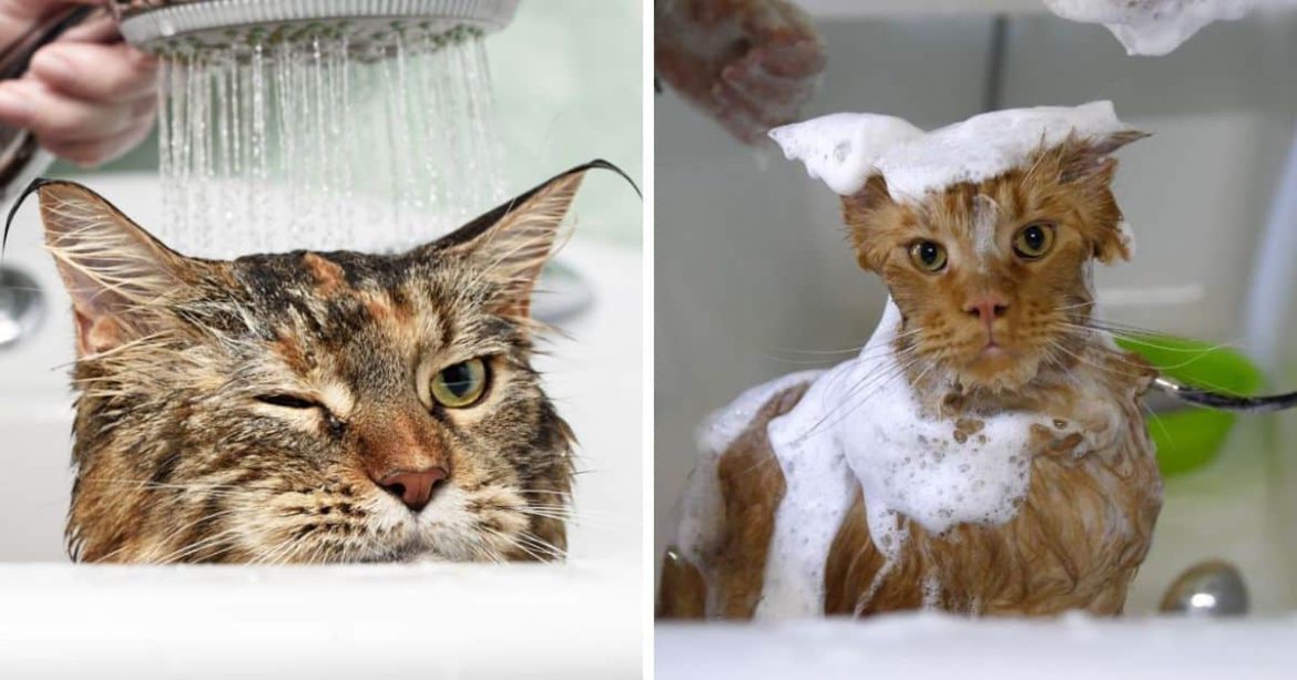 How to properly wash a Maine coon