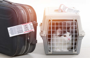 How to transport a cat in an airplane, train or other form of transport