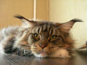 The cat is bleeding - causes and first aid