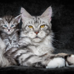 Weaning a Maine Coon kitten from its mother