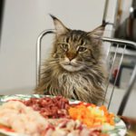 Five reasons why the Maine Coon is hungry all the time