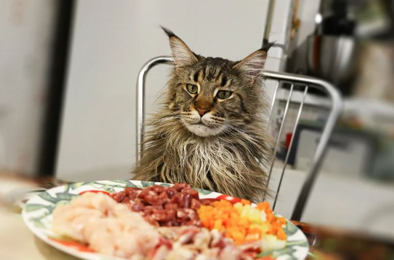 Five reasons why the Maine Coon is hungry all the time