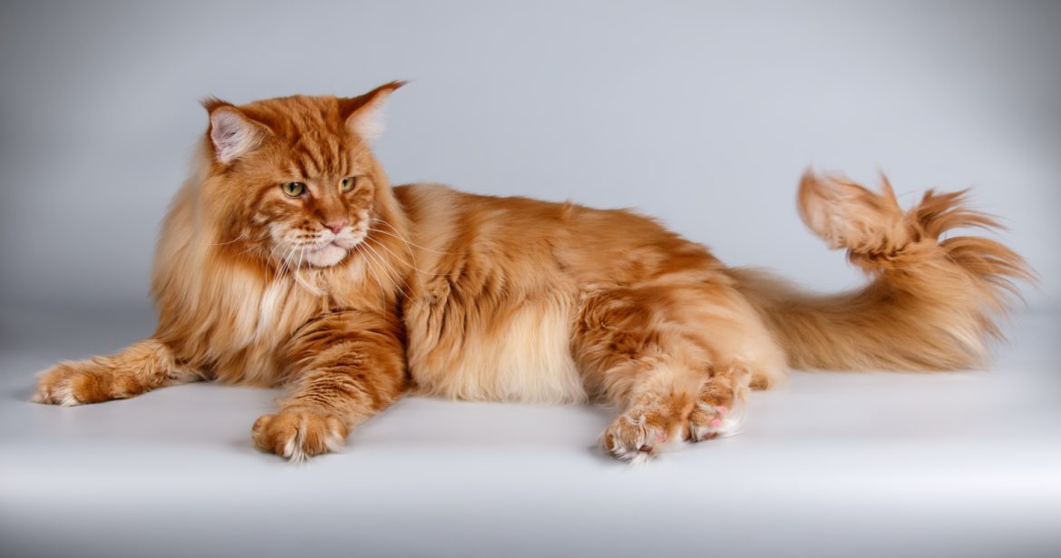 How to choose a Maine Coon kitten and what to ask the breeder about