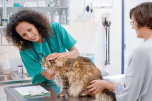 What to do at Maine Coon injuries