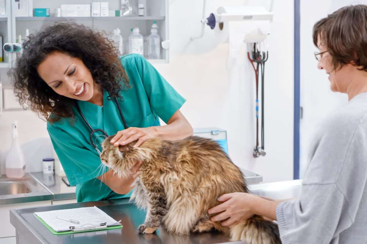 What to do with a tail fracture, paws, dislocations and other injuries in Maine coons