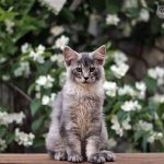 maine coon kittens for sale