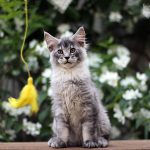 maine coon kittens for sale
