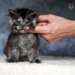 maine coon kittens for sale in usa